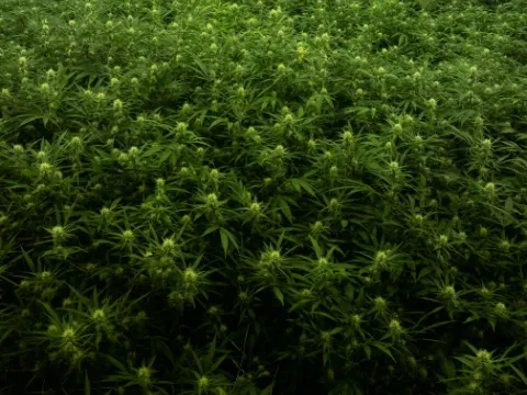 Looking down on the farm's indoor canopy