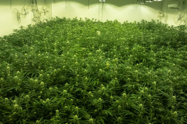 The farm's indoor canopy under grow lights